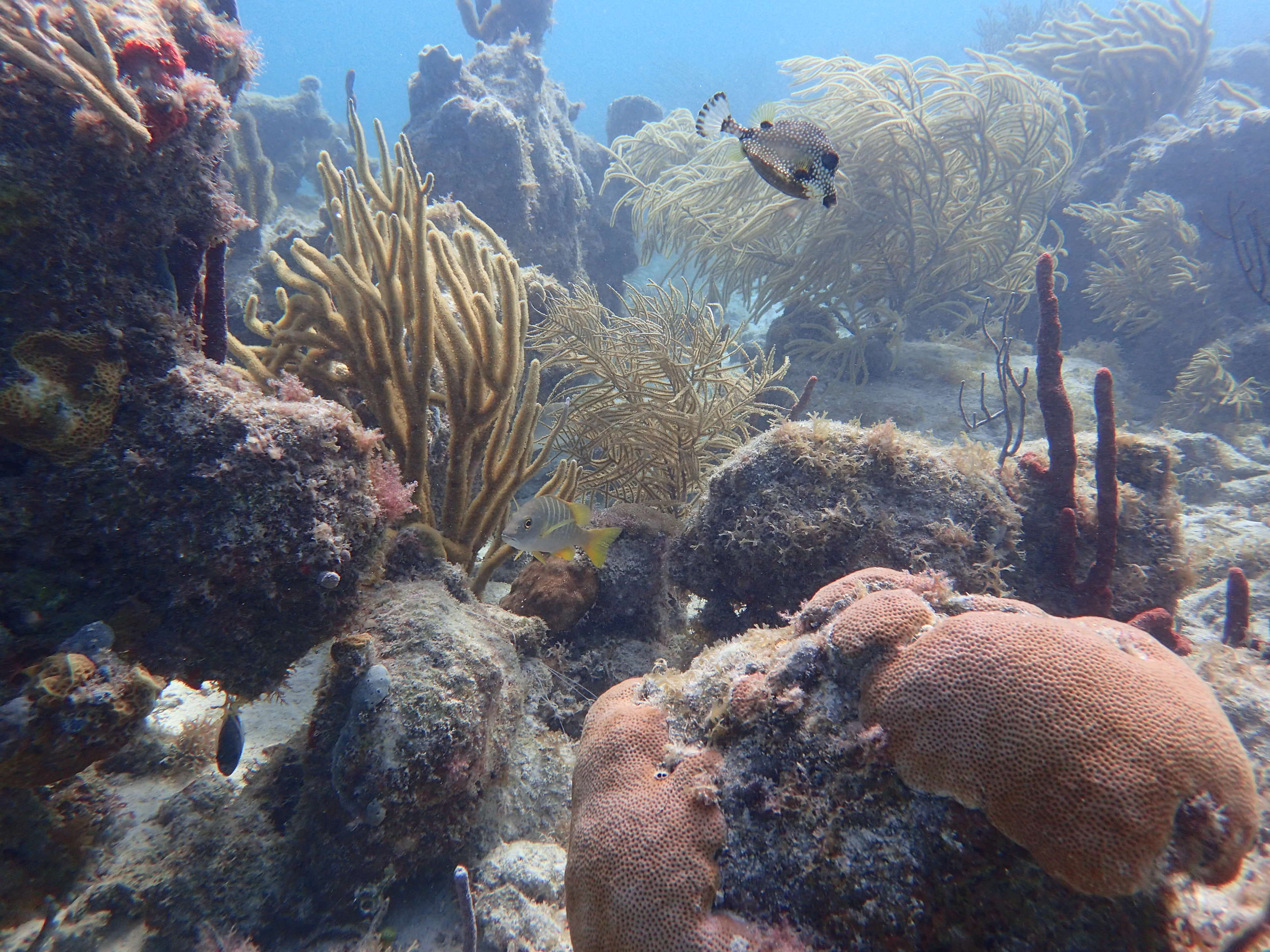 Puerto Morelos Reef